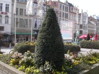 Flowers in Antwerp