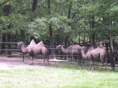 Camels in Chemnitz