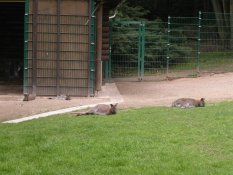 kangaroos in Chemnitz