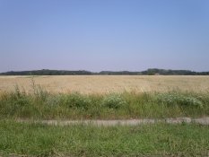 Hungarian fields