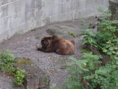 The bear pits in Bern