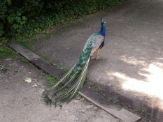 Peacocks on the Pfaueninsel in Berlin