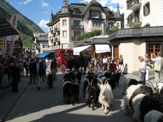 Goats at Zermatt
