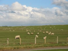 Grazing sheep at Altenbruch