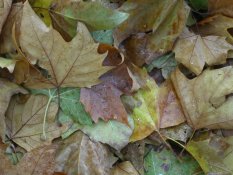Leaves in St James's Park in London
