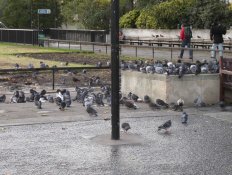 Pigeons close to Marble Arch