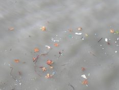 Leaves on the Thames