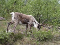 Reindeer near Killinge