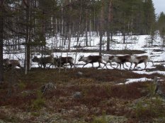 Reindeer outside Jokkmokk