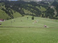 A meadow in the Alps