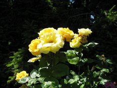 One of the roses in the Rose Garden of Bern