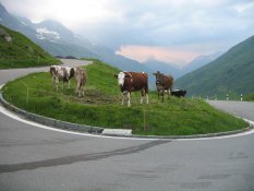 Cows grazing in the Furka Pass in Switzerland