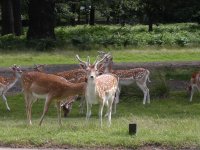 Deer in Richmond Park in London