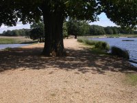 Pen Ponds in Richmond Park