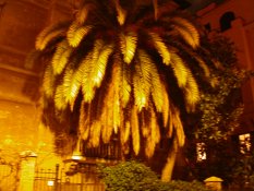 Palm in Rome