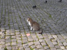 A cat outside the Colosseum